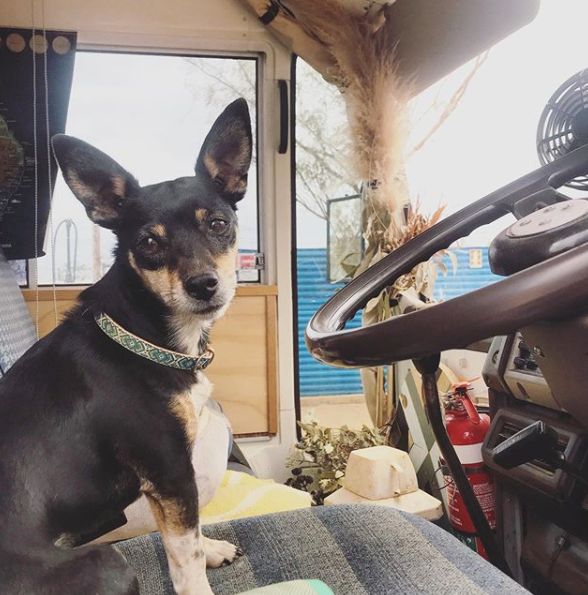 0088 How an Australian student and her pooch live full time in a renovated Nissan bus smallhometours.com 4