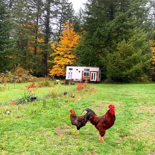 0430 Family builds beautiful tiny house homestead on their farm smallhometours.com 4
