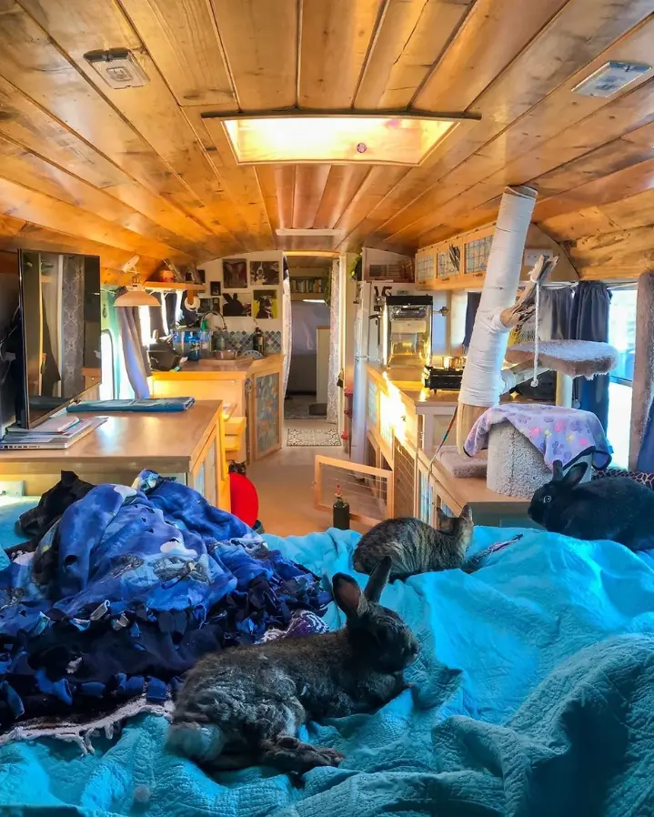0445 Off grid bus conversion life with 5 pets two rabbits two cats and a senior dog smallhometours.com 1
