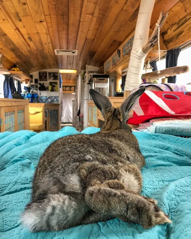 0445 Off grid bus conversion life with 5 pets two rabbits two cats and a senior dog smallhometours.com 2