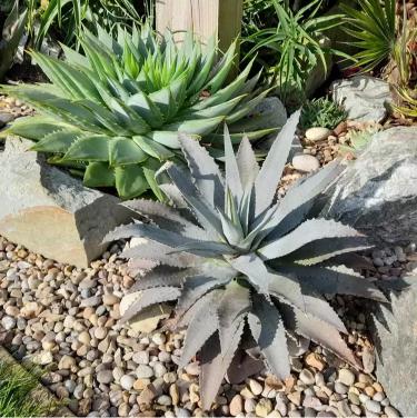 River Rock Landscaping Ideas for Beautiful Backyards and Outdoor Spaces
