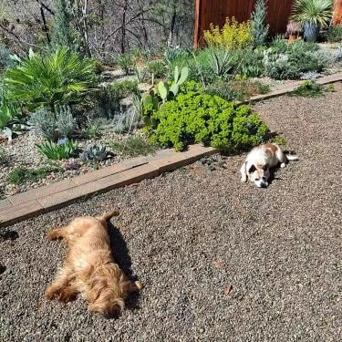 River Rock Landscaping Ideas for Beautiful Backyards and Outdoor Spaces