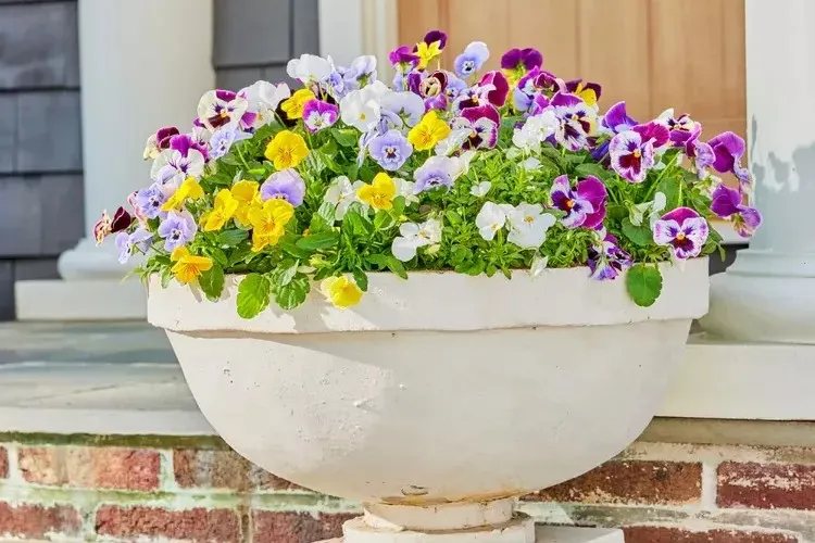 White front porch planter overflowing with colorful pansies in purple, yellow, and white, adding a cheerful spring touch to a classic brick entryway.