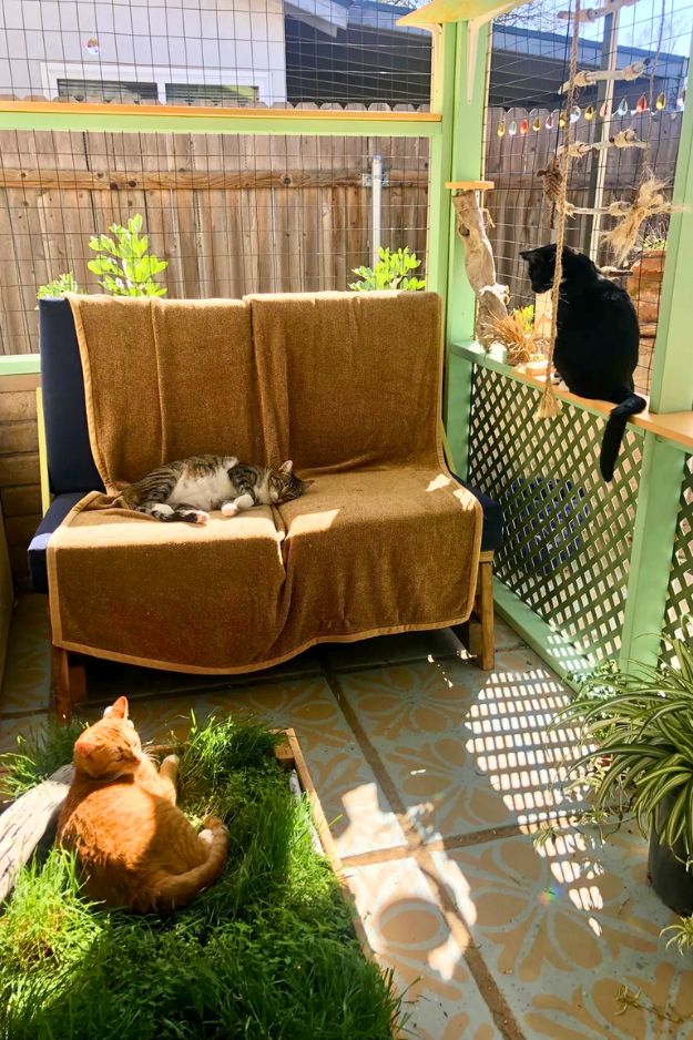 Catio (Cat Patio) Ideas for the outdoors, patio, porch, and balcony.