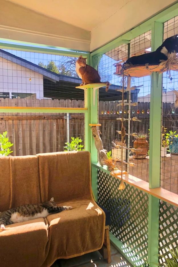 Catio (Cat Patio) Ideas for the outdoors, patio, porch, and balcony.