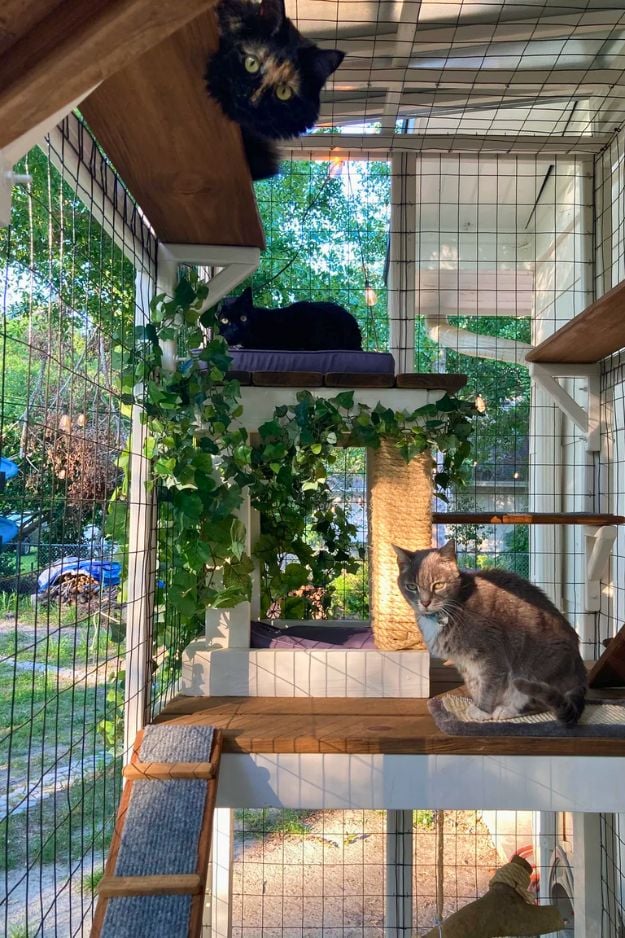 Catio (Cat Patio) Ideas for the outdoors, patio, porch, and balcony.