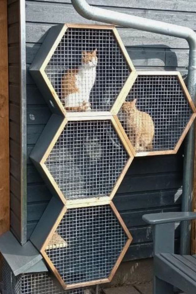 Catio (Cat Patio) Ideas for the outdoors, patio, porch, and balcony.