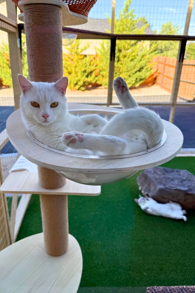 Your cats will adore these DIY ourdoor catio ideas for porch patio and balcony smallhometours.com 7