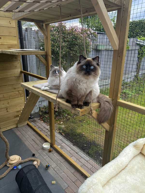 Catio (Cat Patio) Ideas for the outdoors, patio, porch, and balcony.