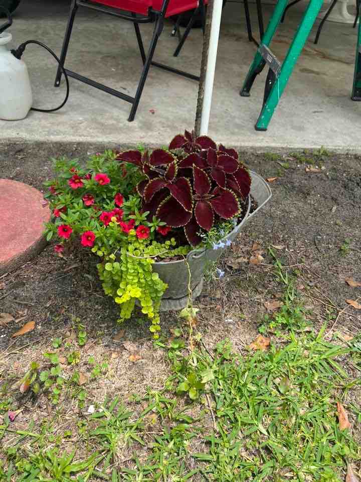 12 Antique Container Garden Ideas Vintage Charm for Any Space smallhometours.com 12