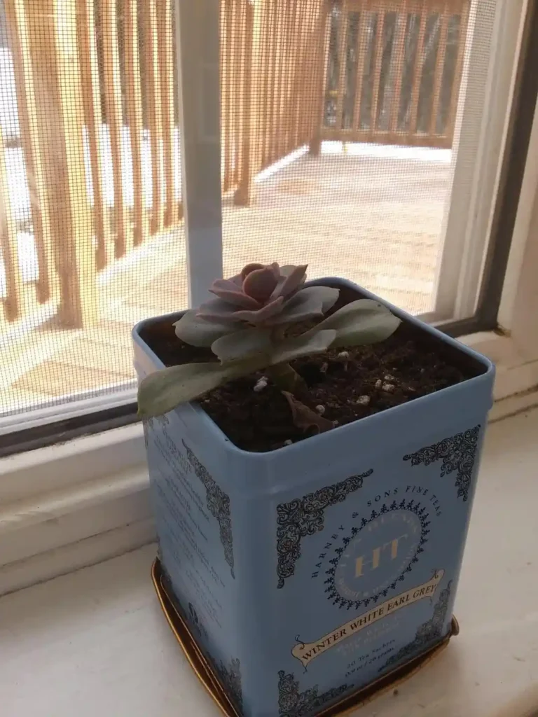 12 Antique Container Garden Ideas Vintage Charm for Any Space smallhometours.com 4