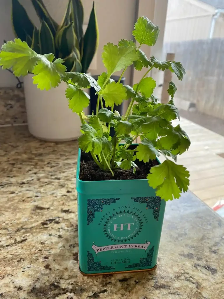 12 Antique Container Garden Ideas Vintage Charm for Any Space smallhometours.com 6