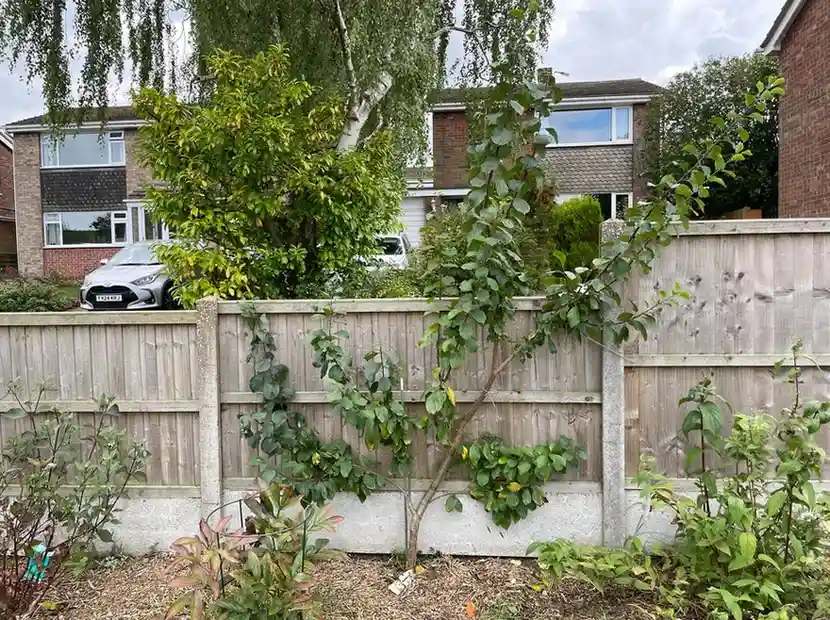 12 Edible Fence Ideas Beautiful Boundaries You Can Actually Harvest smallhometours 11