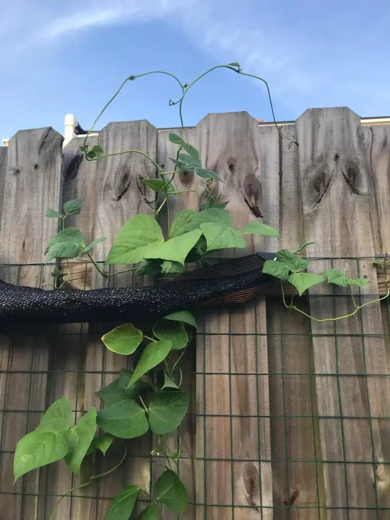 12 Edible Fence Ideas Beautiful Boundaries You Can Actually Harvest smallhometours 15