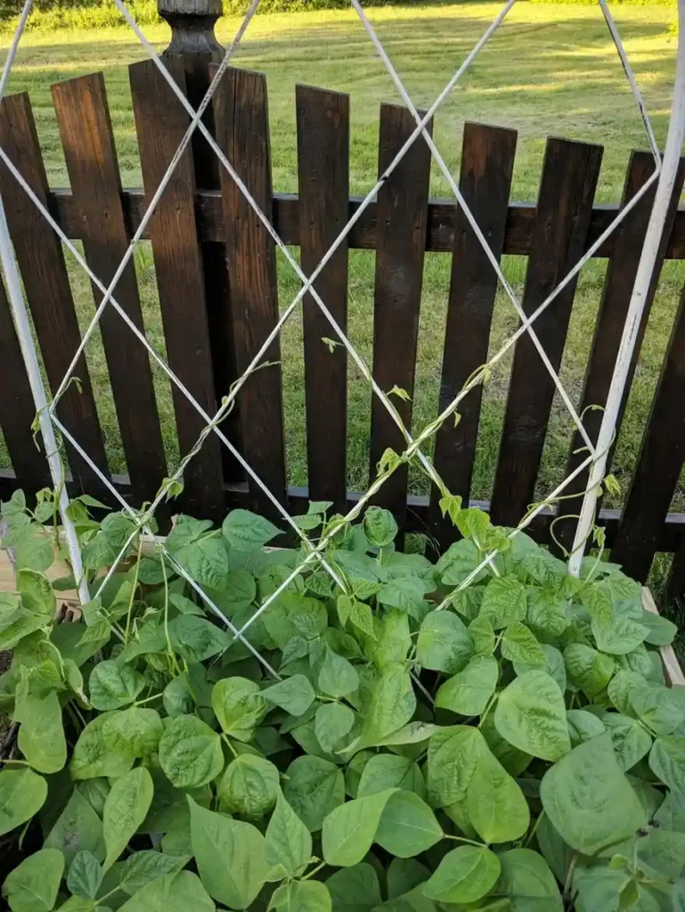 12 Edible Fence Ideas Beautiful Boundaries You Can Actually Harvest smallhometours 17