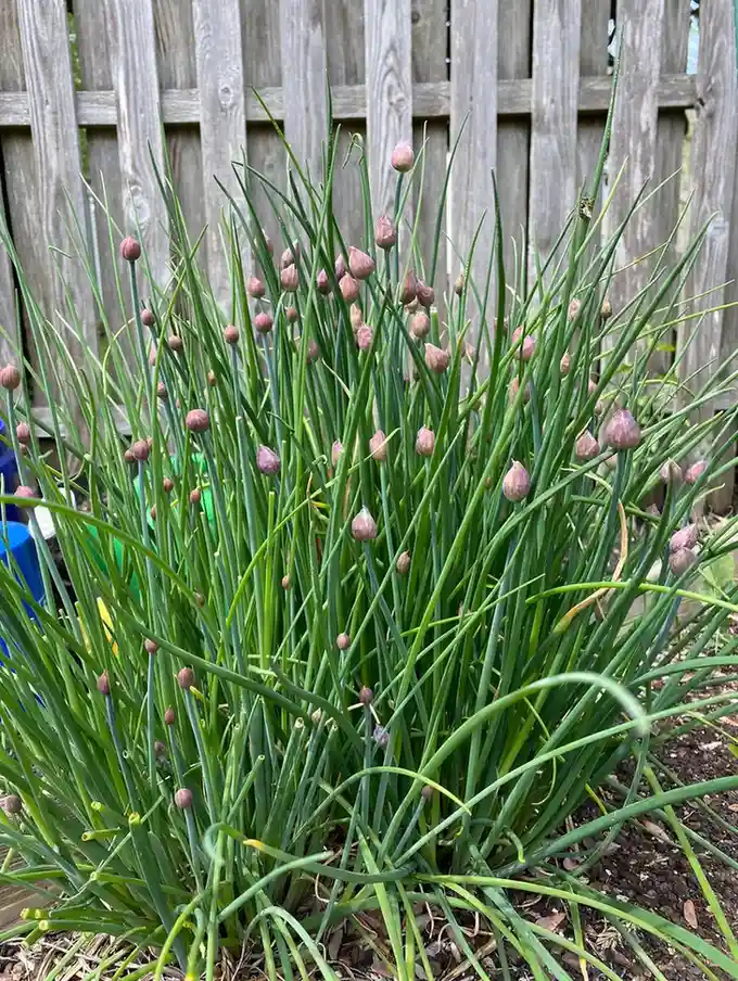 12 Edible Fence Ideas Beautiful Boundaries You Can Actually Harvest smallhometours 18