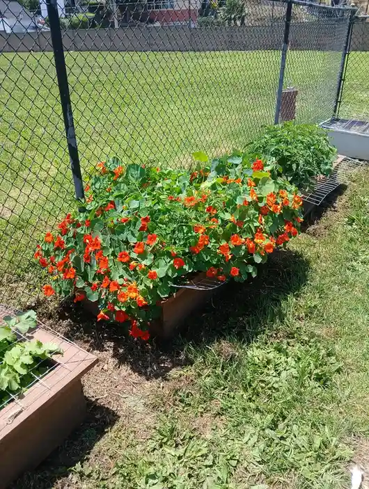 12 Edible Fence Ideas Beautiful Boundaries You Can Actually Harvest smallhometours 19