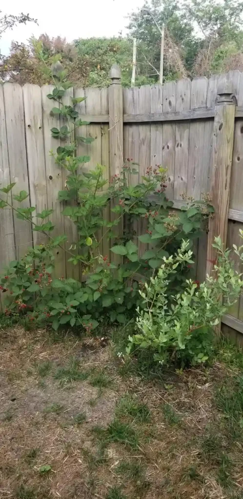 12 Edible Fence Ideas Beautiful Boundaries You Can Actually Harvest smallhometours 2