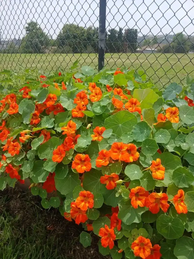 12 Edible Fence Ideas Beautiful Boundaries You Can Actually Harvest smallhometours 20
