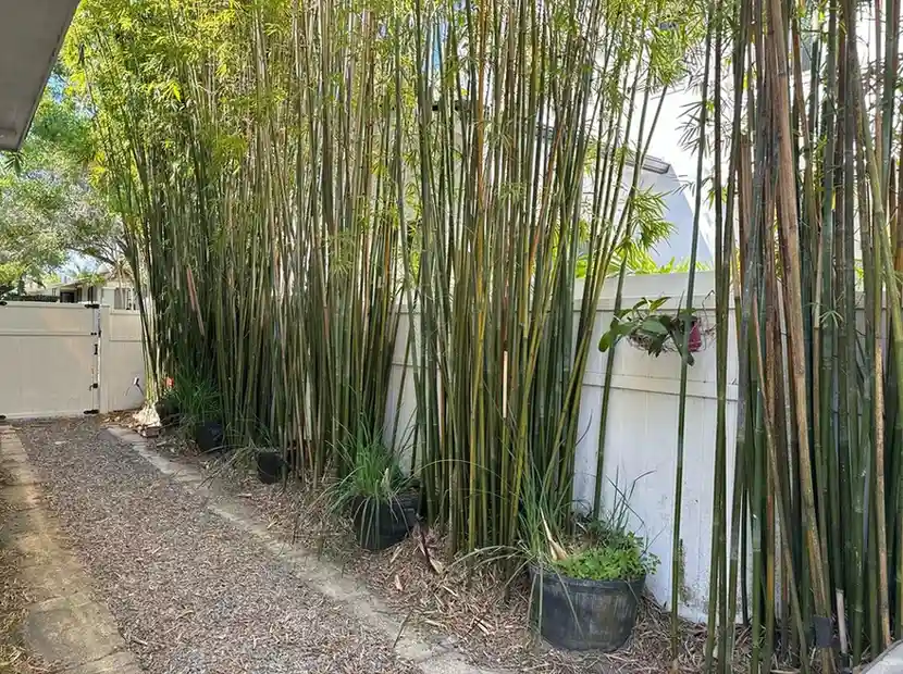 12 Edible Fence Ideas Beautiful Boundaries You Can Actually Harvest smallhometours 22