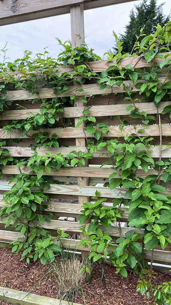12 Edible Fence Ideas Beautiful Boundaries You Can Actually Harvest smallhometours 25