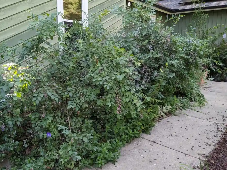 12 Edible Fence Ideas Beautiful Boundaries You Can Actually Harvest smallhometours 25