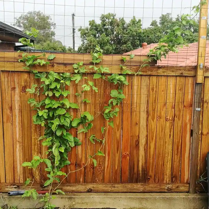 12 Edible Fence Ideas Beautiful Boundaries You Can Actually Harvest smallhometours 27