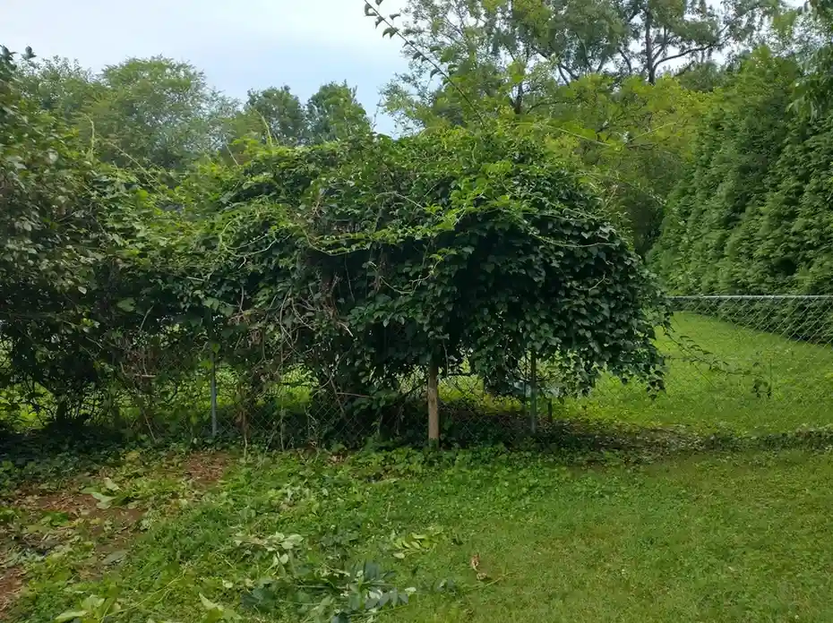 12 Edible Fence Ideas Beautiful Boundaries You Can Actually Harvest smallhometours 28