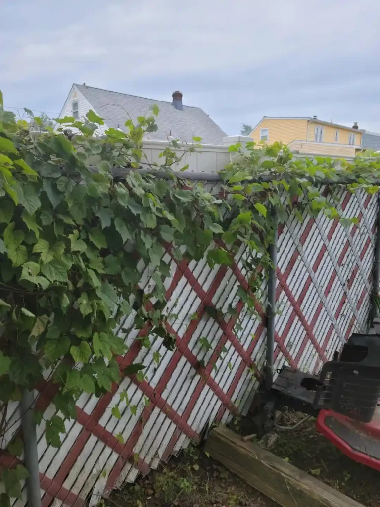 12 Edible Fence Ideas Beautiful Boundaries You Can Actually Harvest smallhometours 3