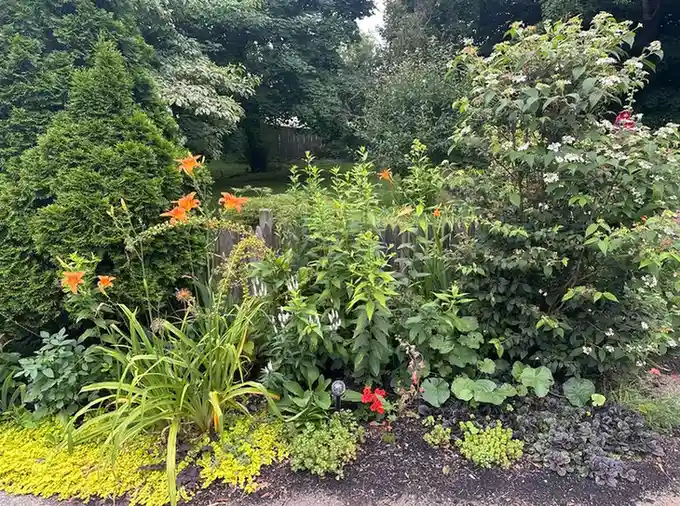 Lush backyard garden border with layered shrubs, orange daylilies, evergreen tree, and dense greenery growing along a rustic wooden fence.