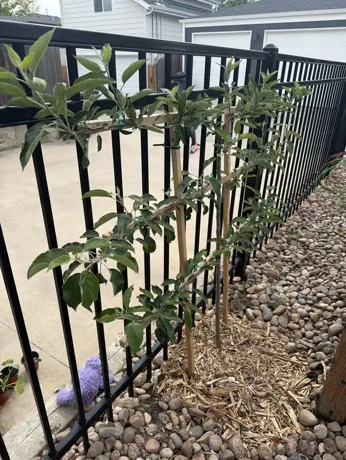 12 Edible Fence Ideas Beautiful Boundaries You Can Actually Harvest smallhometours 5 1