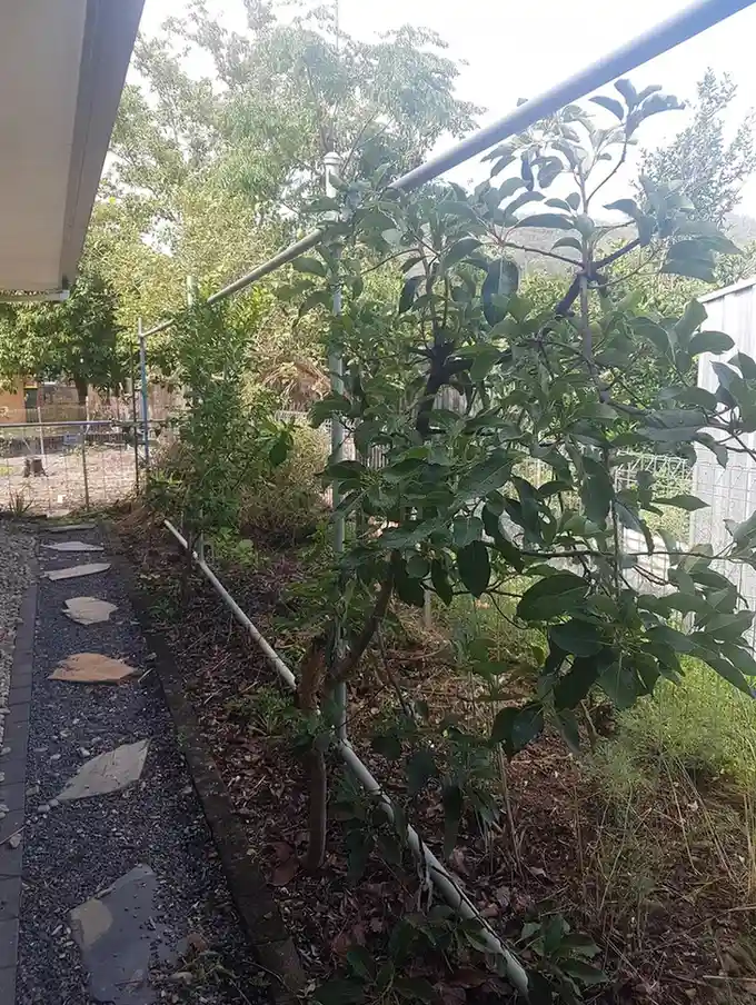 12 Edible Fence Ideas Beautiful Boundaries You Can Actually Harvest smallhometours 7 1