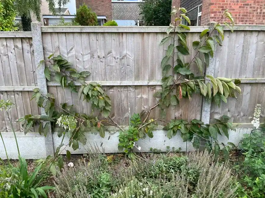 12 Edible Fence Ideas Beautiful Boundaries You Can Actually Harvest smallhometours 9