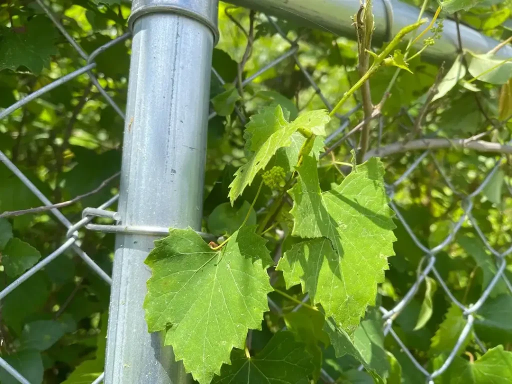 12 Edible Hedge Garden Ideas Beautiful Privacy You Can Harvest smallhometours.com 1