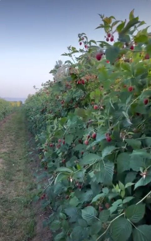 12 Edible Hedge Garden Ideas Beautiful Privacy You Can Harvest smallhometours.com 1