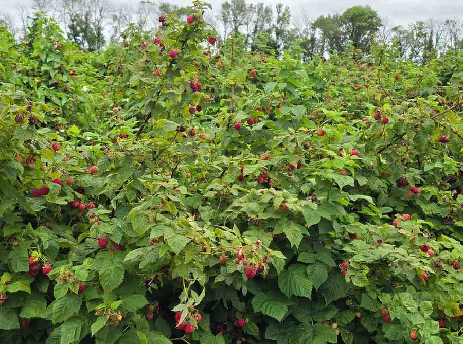 12 Edible Hedge Garden Ideas Beautiful Privacy You Can Harvest smallhometours.com 1