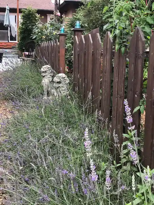 12 Edible Hedge Garden Ideas Beautiful Privacy You Can Harvest smallhometours.com 10