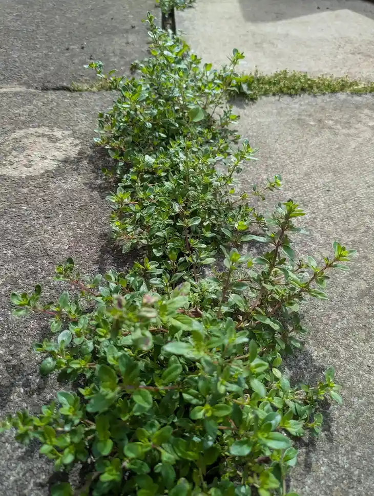 12 Edible Hedge Garden Ideas Beautiful Privacy You Can Harvest smallhometours.com 13