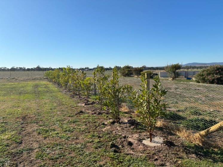 12 Edible Hedge Garden Ideas Beautiful Privacy You Can Harvest smallhometours.com 14