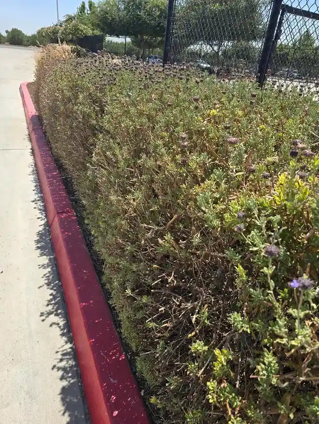 12 Edible Hedge Garden Ideas Beautiful Privacy You Can Harvest smallhometours.com 14