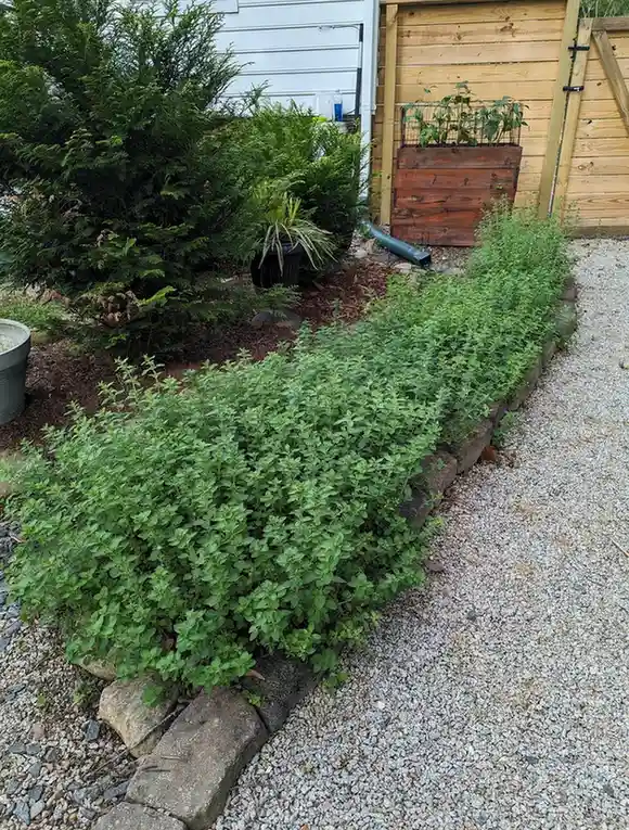 12 Edible Hedge Garden Ideas Beautiful Privacy You Can Harvest smallhometours.com 15