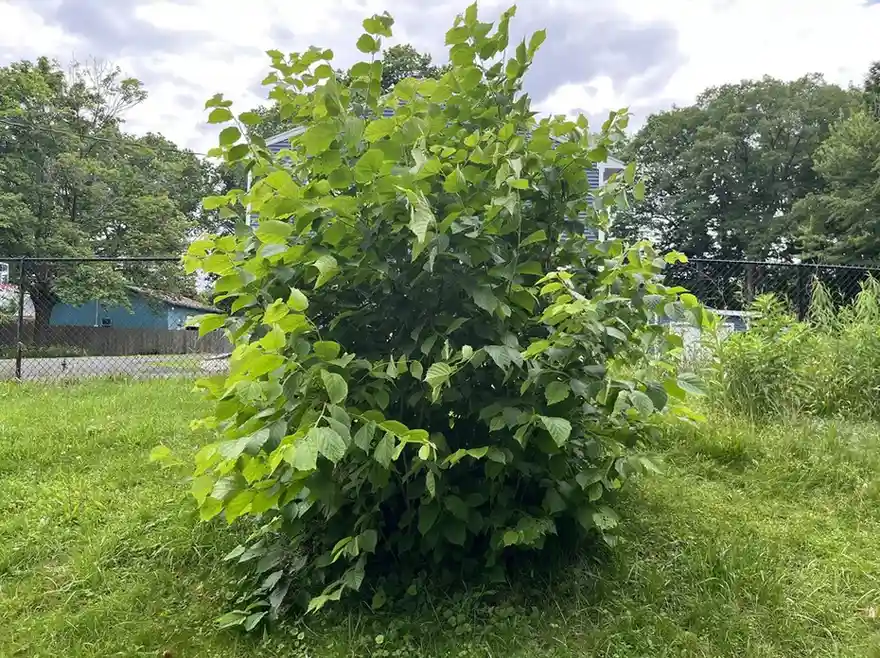 12 Edible Hedge Garden Ideas Beautiful Privacy You Can Harvest smallhometours.com 17