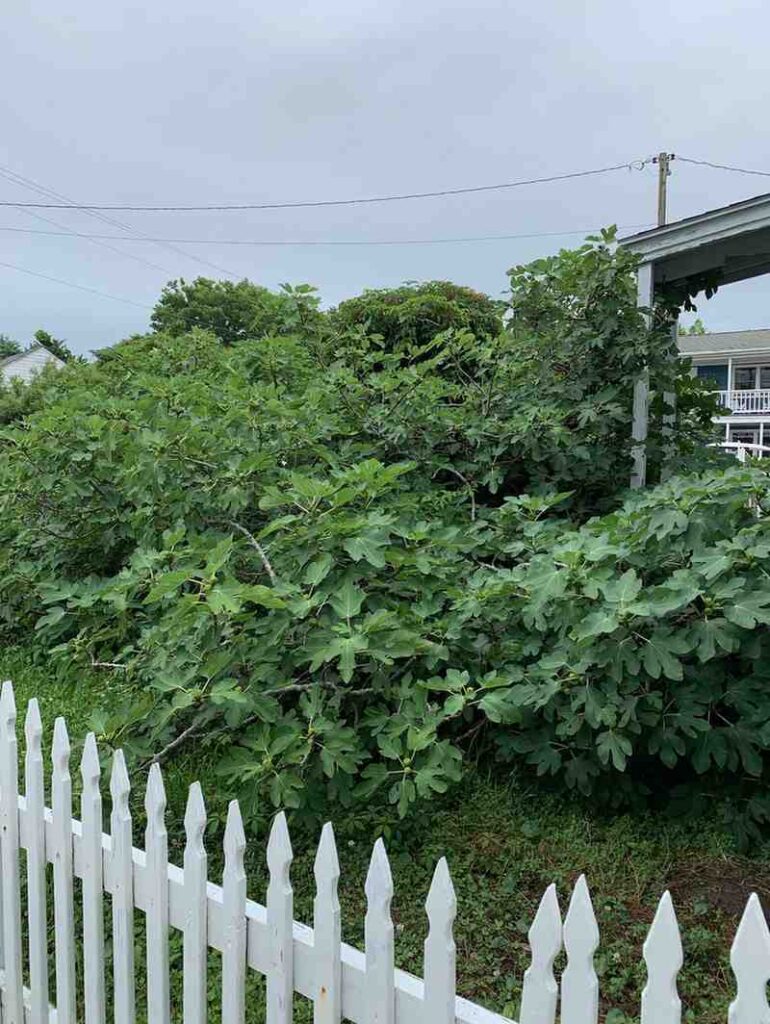 12 Edible Hedge Garden Ideas Beautiful Privacy You Can Harvest smallhometours.com 18