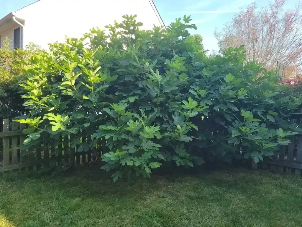 12 Edible Hedge Garden Ideas Beautiful Privacy You Can Harvest smallhometours.com 19