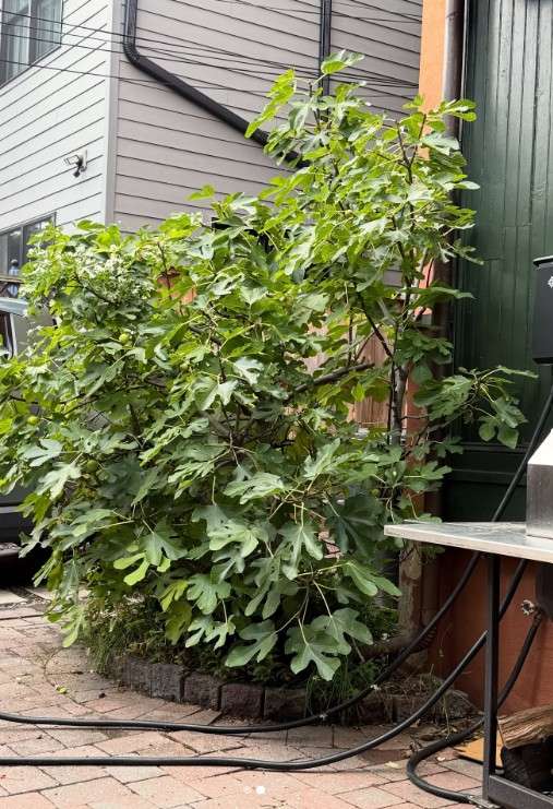 12 Edible Hedge Garden Ideas Beautiful Privacy You Can Harvest smallhometours.com 19