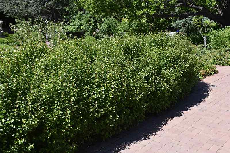 Tall, neatly trimmed green hedge lining a curved brick pathway in a sunny garden, creating a dense and natural privacy border.