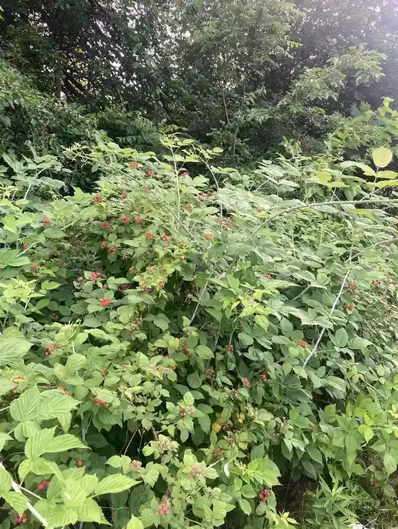 12 Edible Hedge Garden Ideas Beautiful Privacy You Can Harvest smallhometours.com 2