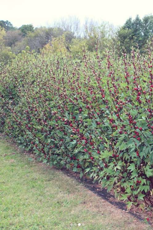 12 Edible Hedge Garden Ideas Beautiful Privacy You Can Harvest smallhometours.com 20