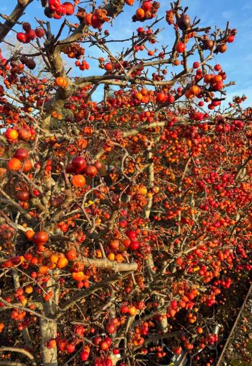 12 Edible Hedge Garden Ideas Beautiful Privacy You Can Harvest smallhometours.com 21