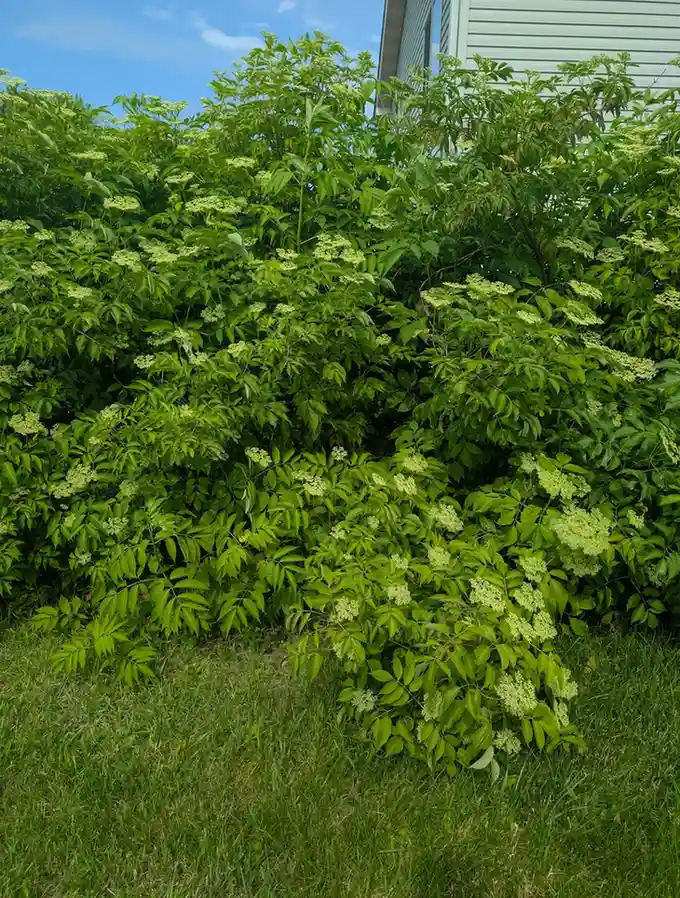 12 Edible Hedge Garden Ideas Beautiful Privacy You Can Harvest smallhometours.com 21